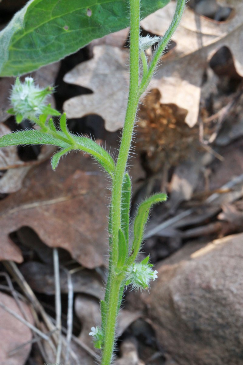 Torrey's Cryptantha