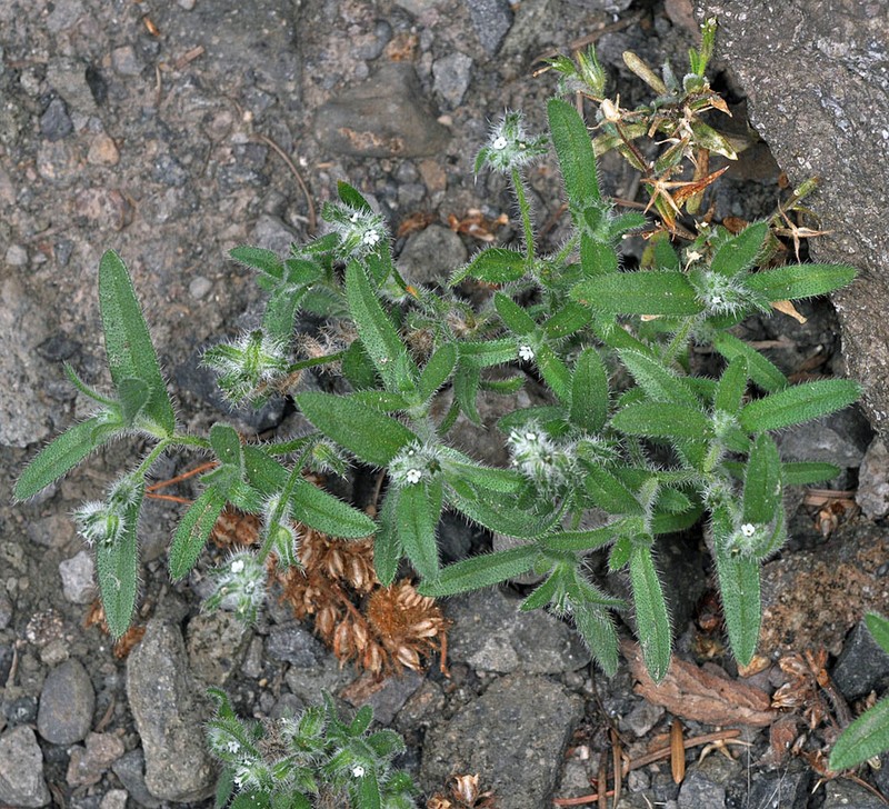 Torrey's Cryptantha