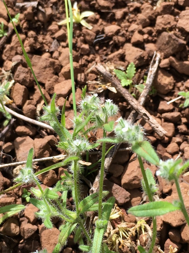 Torrey's Cryptantha photo 2