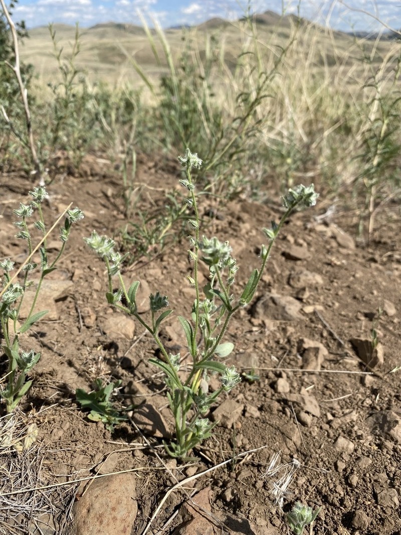 Torrey's Cryptantha photo 3