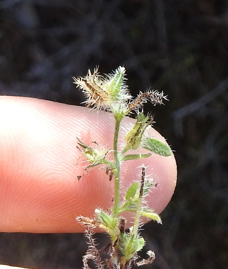 Torrey's Cryptantha photo 4