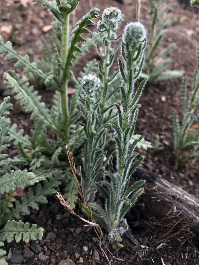Torrey's Cryptantha photo 5