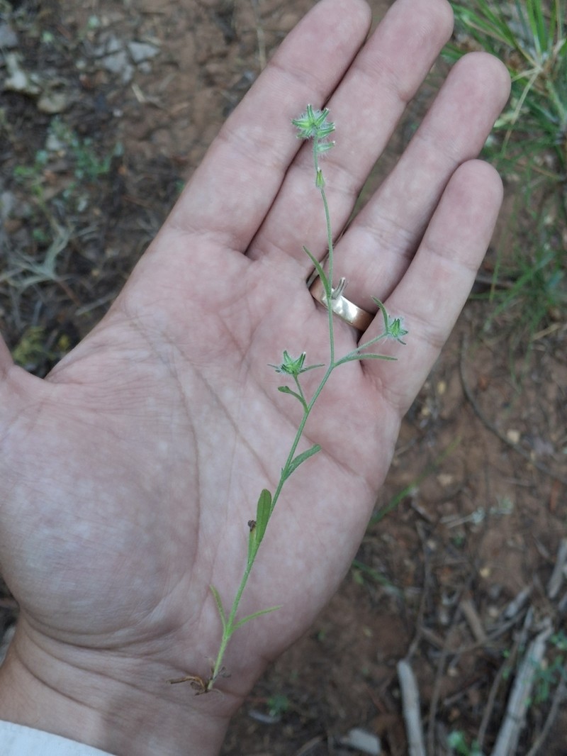 Torrey's Cryptantha photo 6