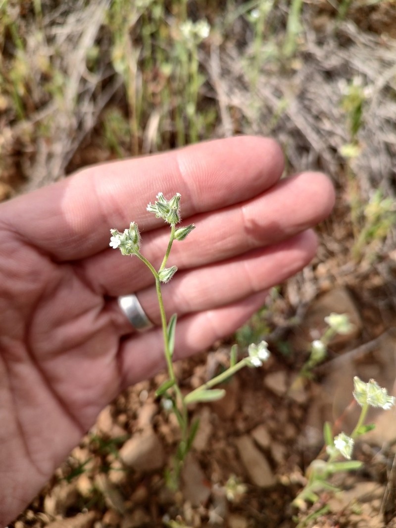 Torrey's Cryptantha photo 7