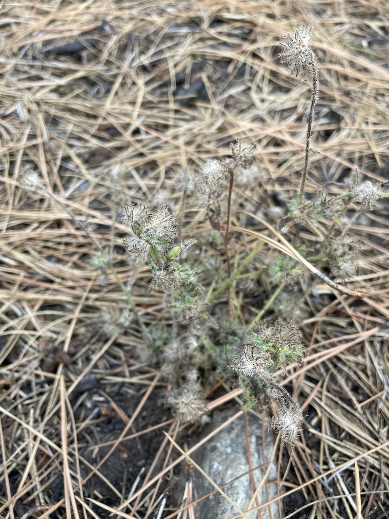 Torrey's Cryptantha photo 8