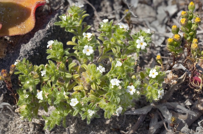 Trask's Cryptantha