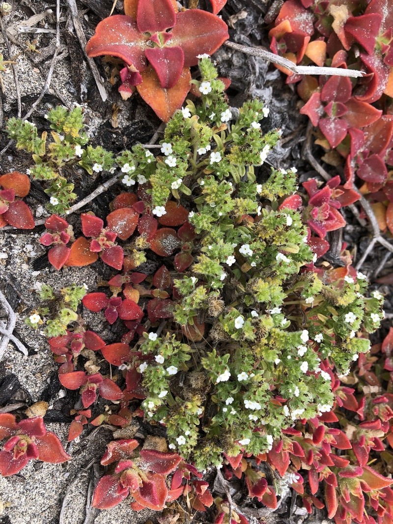 Trask's Cryptantha