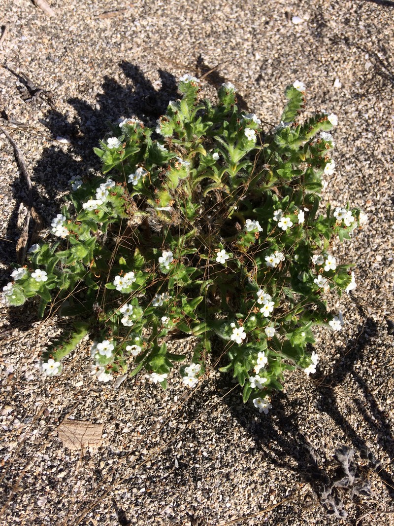 Trask's Cryptantha photo 2