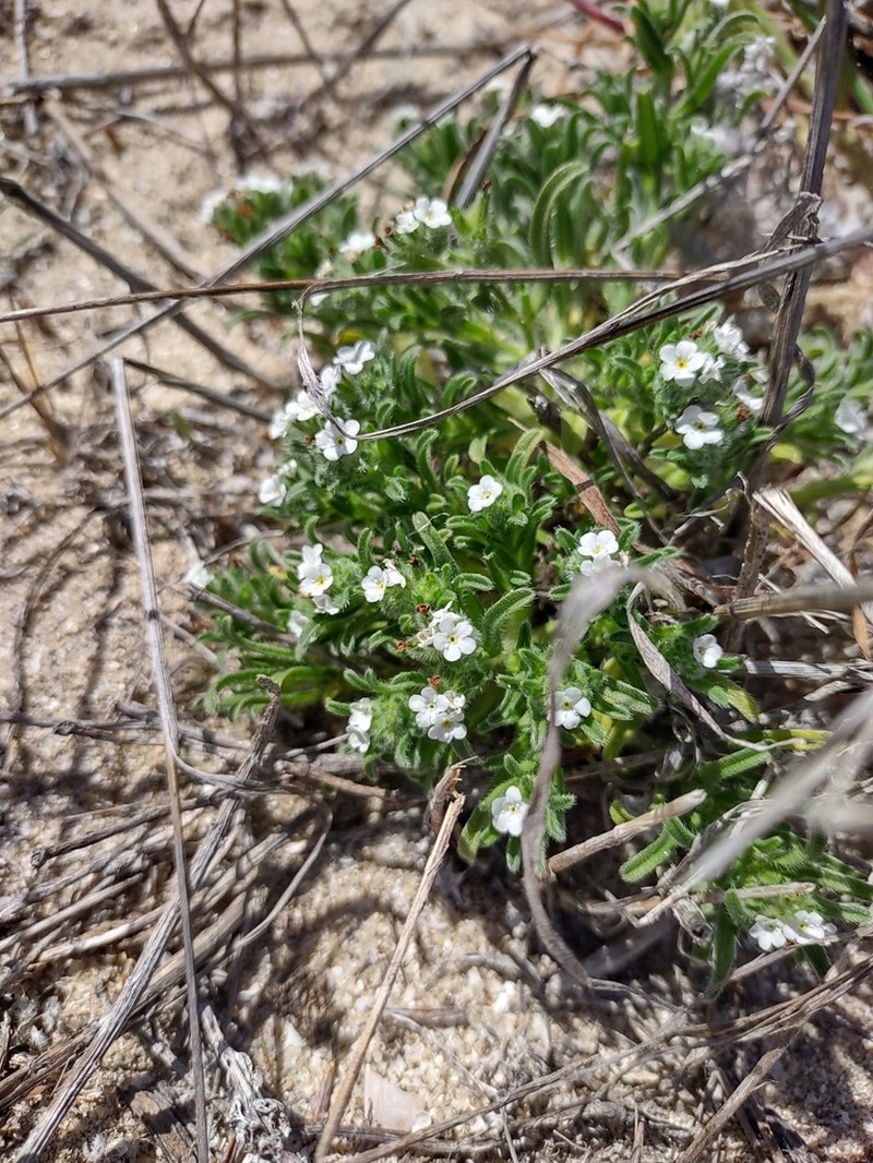 Trask's Cryptantha photo 3