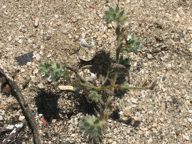 Trask's Cryptantha photo 4