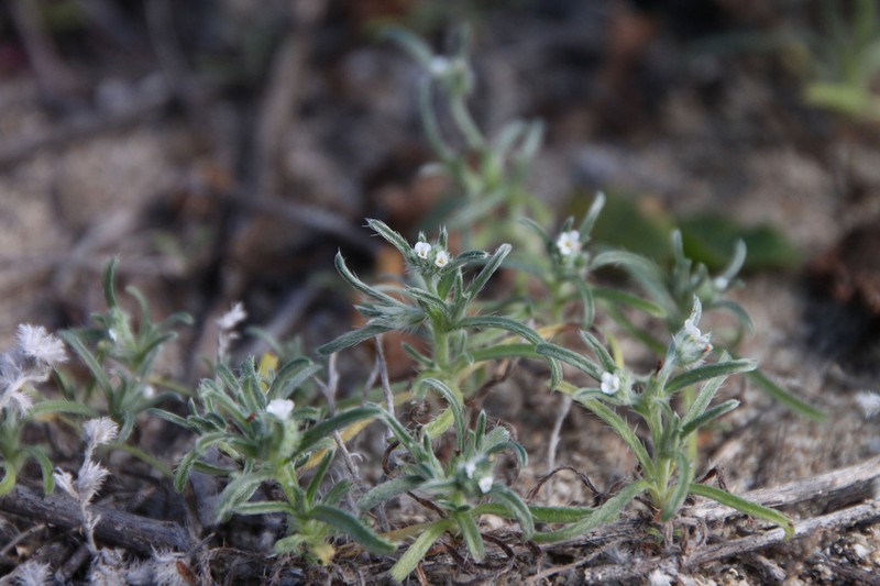 Trask's Cryptantha photo 5