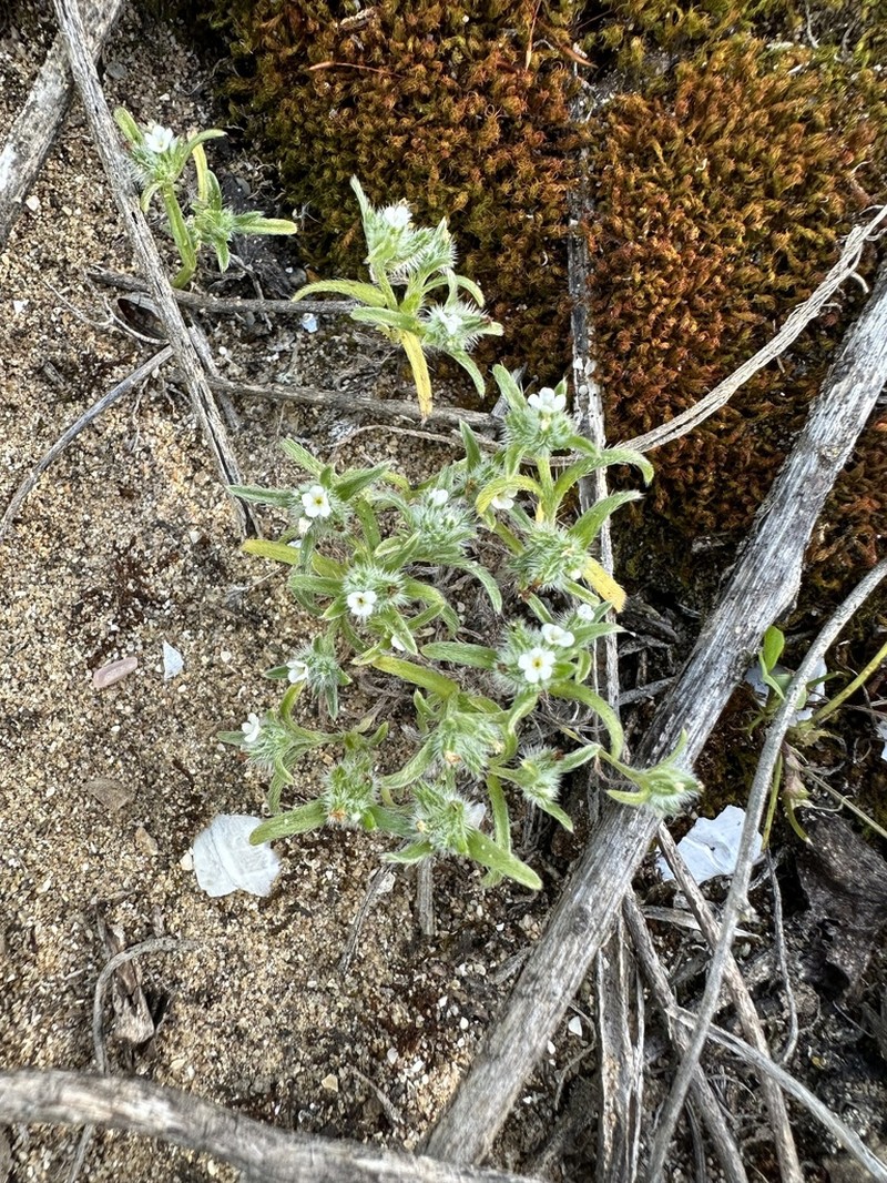 Trask's Cryptantha photo 6