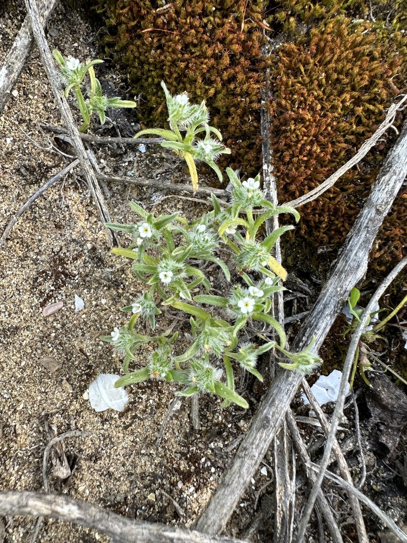Trask's Cryptantha photo 7