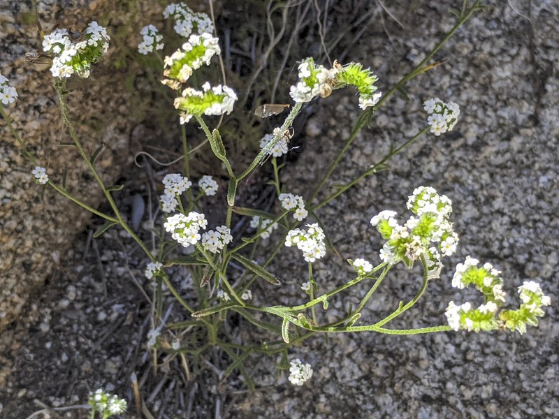 Wonderful Cryptantha