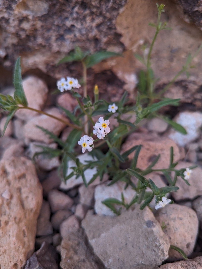 Wonderful Cryptantha photo 2