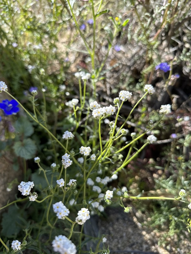 Wonderful Cryptantha photo 4