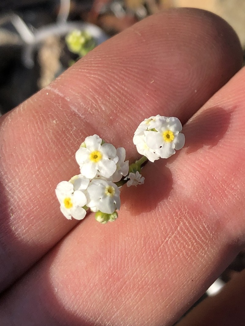 Wonderful Cryptantha photo 5