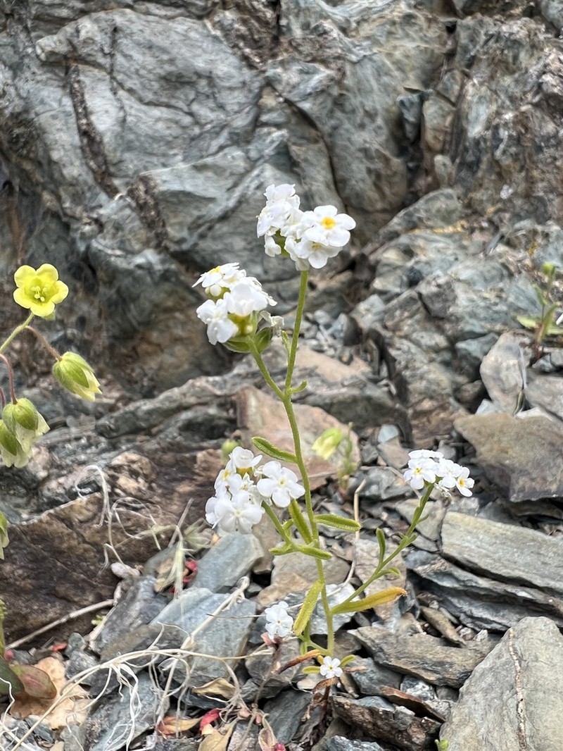 Wonderful Cryptantha photo 6