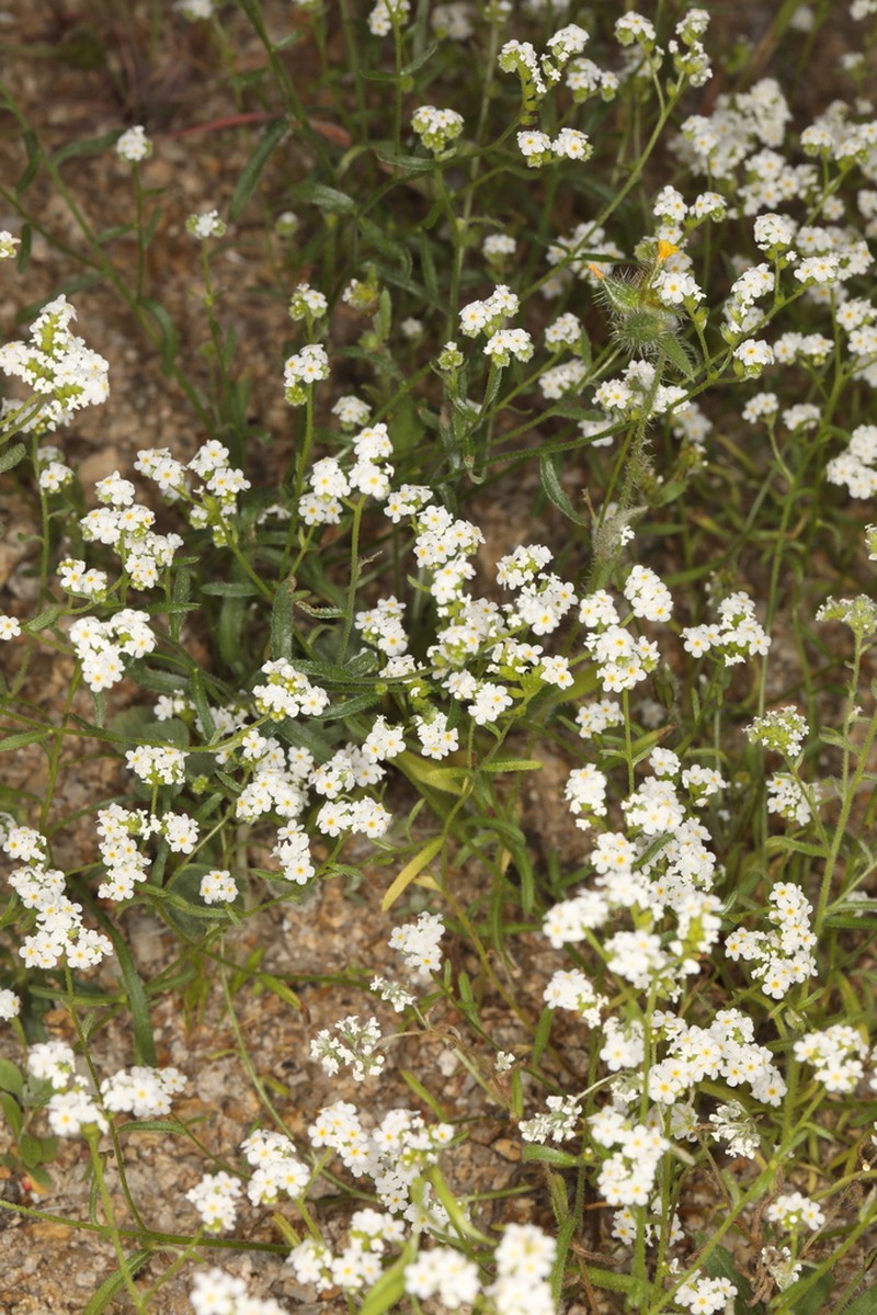 Wonderful Cryptantha photo 8
