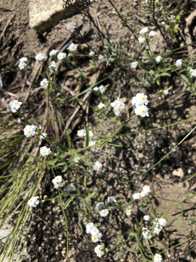 Scented Cryptantha photo 3