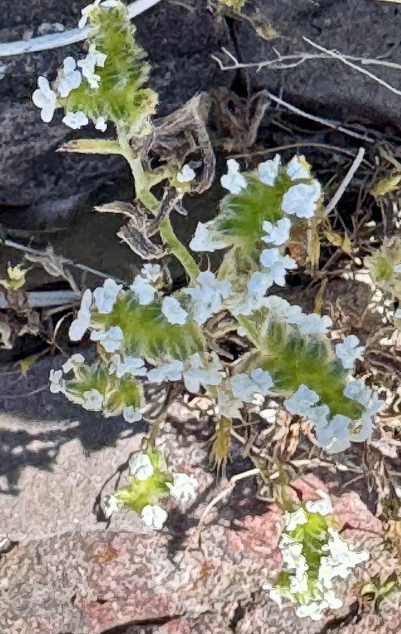 Scented Cryptantha photo 7