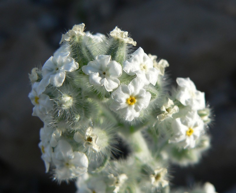 Virgin River Cryptantha photo 2