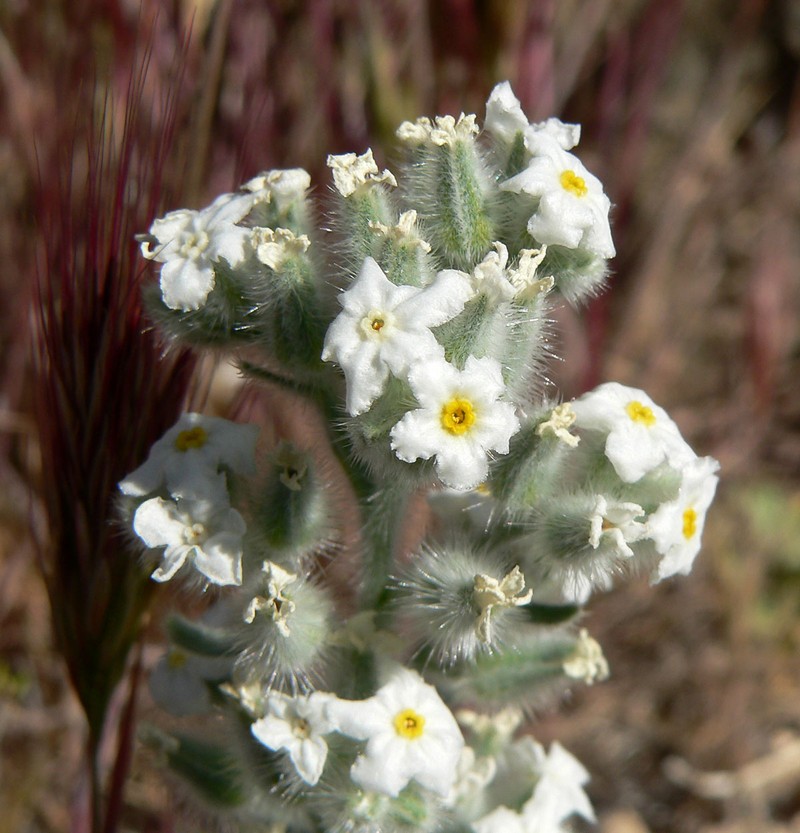 Virgin River Cryptantha photo 3