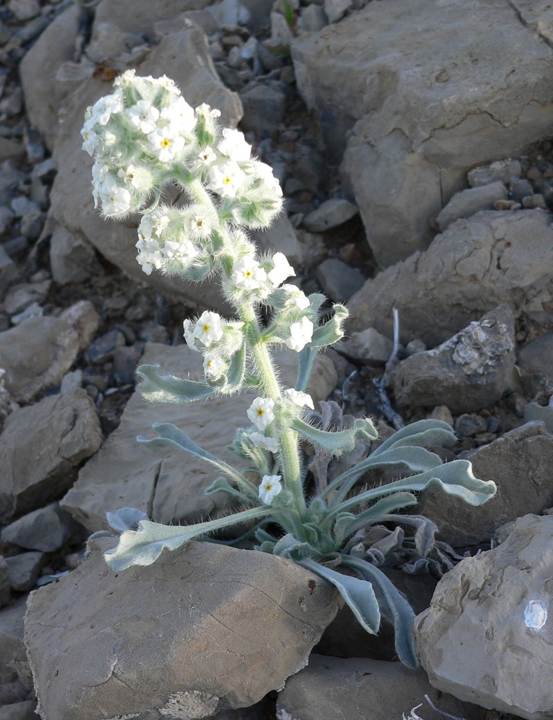 Virgin River Cryptantha photo 4