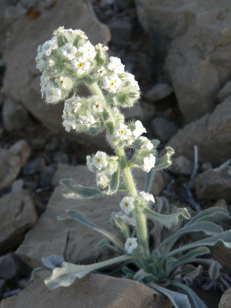 Virgin River Cryptantha
