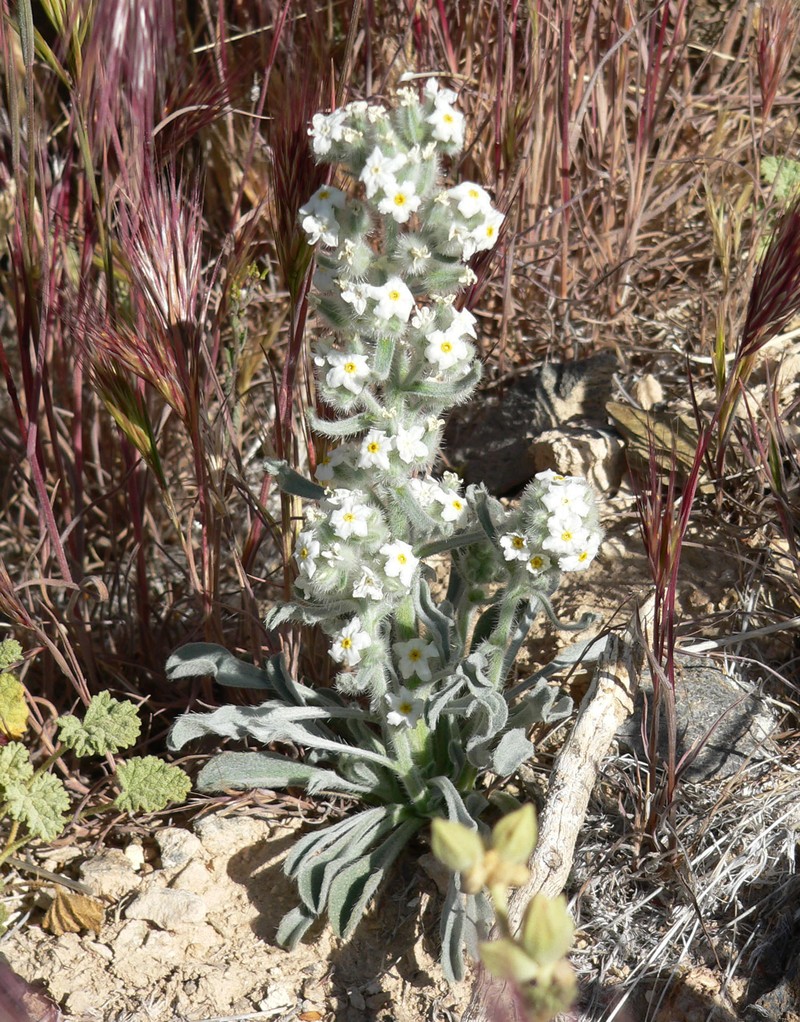 Virgin River Cryptantha photo 5