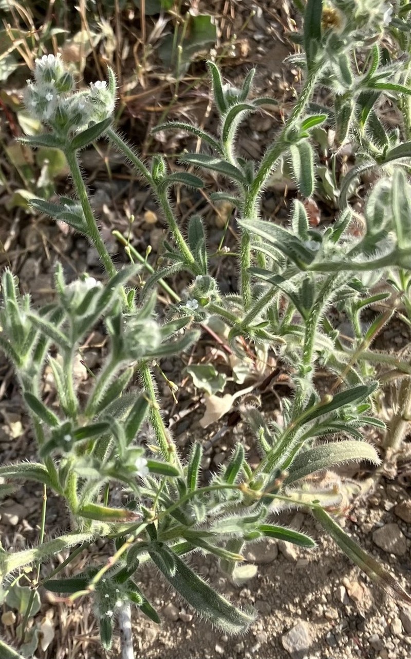 Watson's Cryptantha