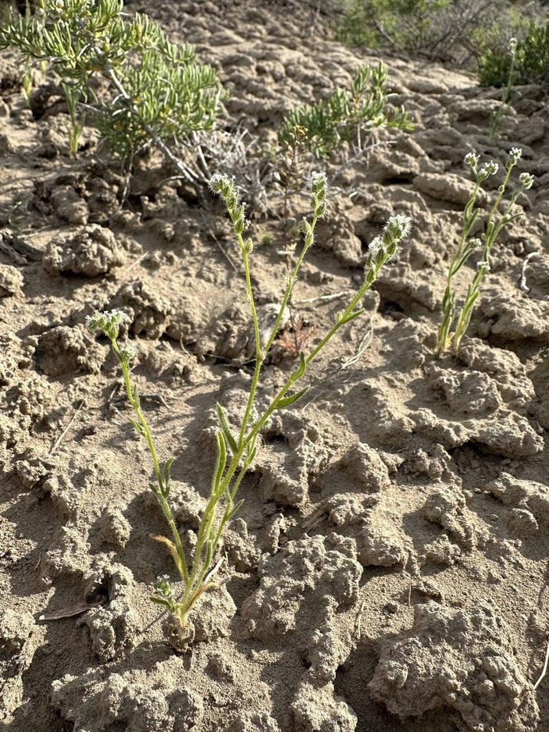 Watson's Cryptantha photo 3