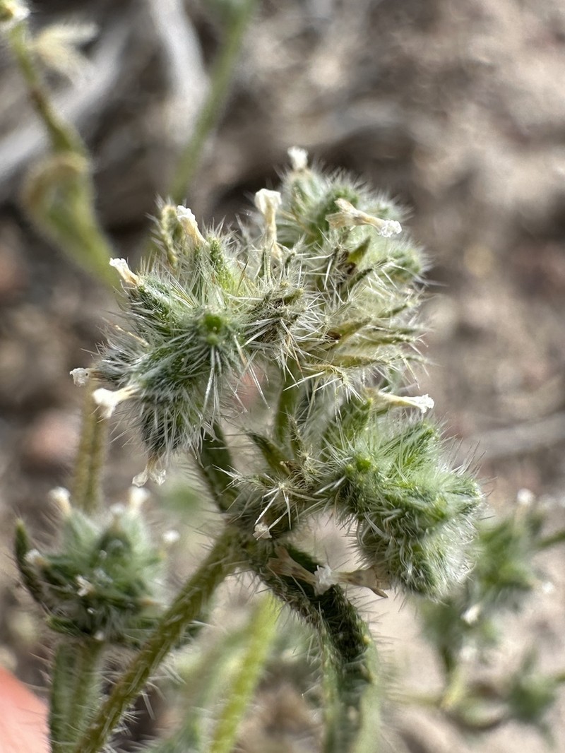 Watson's Cryptantha photo 4