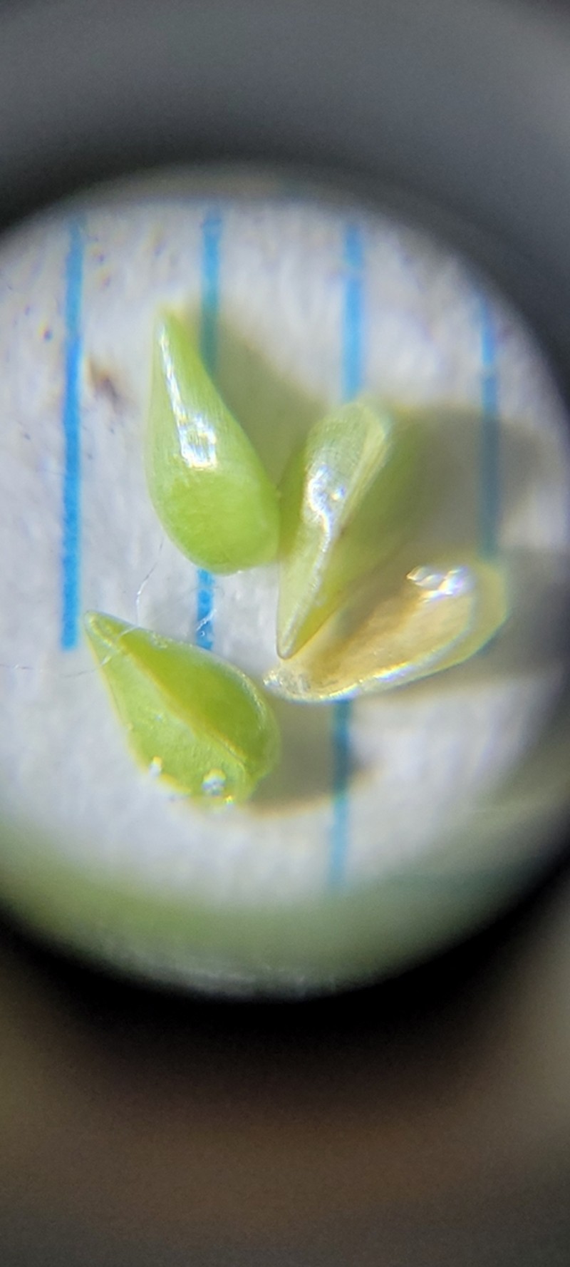 Watson's Cryptantha photo 5