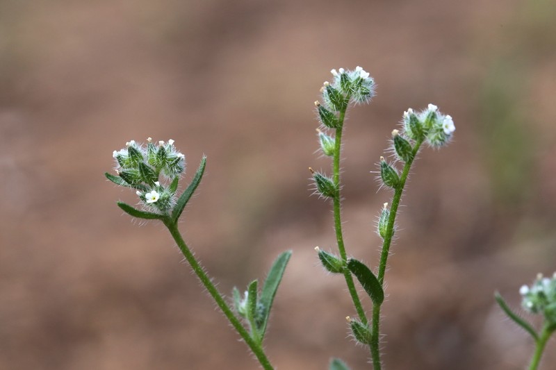 Watson's Cryptantha photo 6