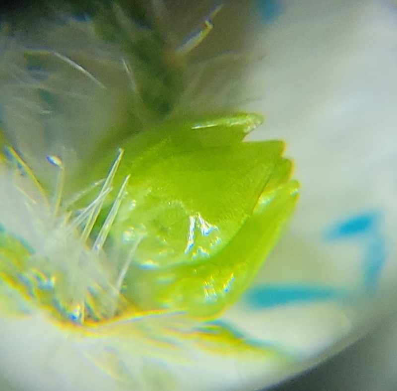 Watson's Cryptantha photo 7