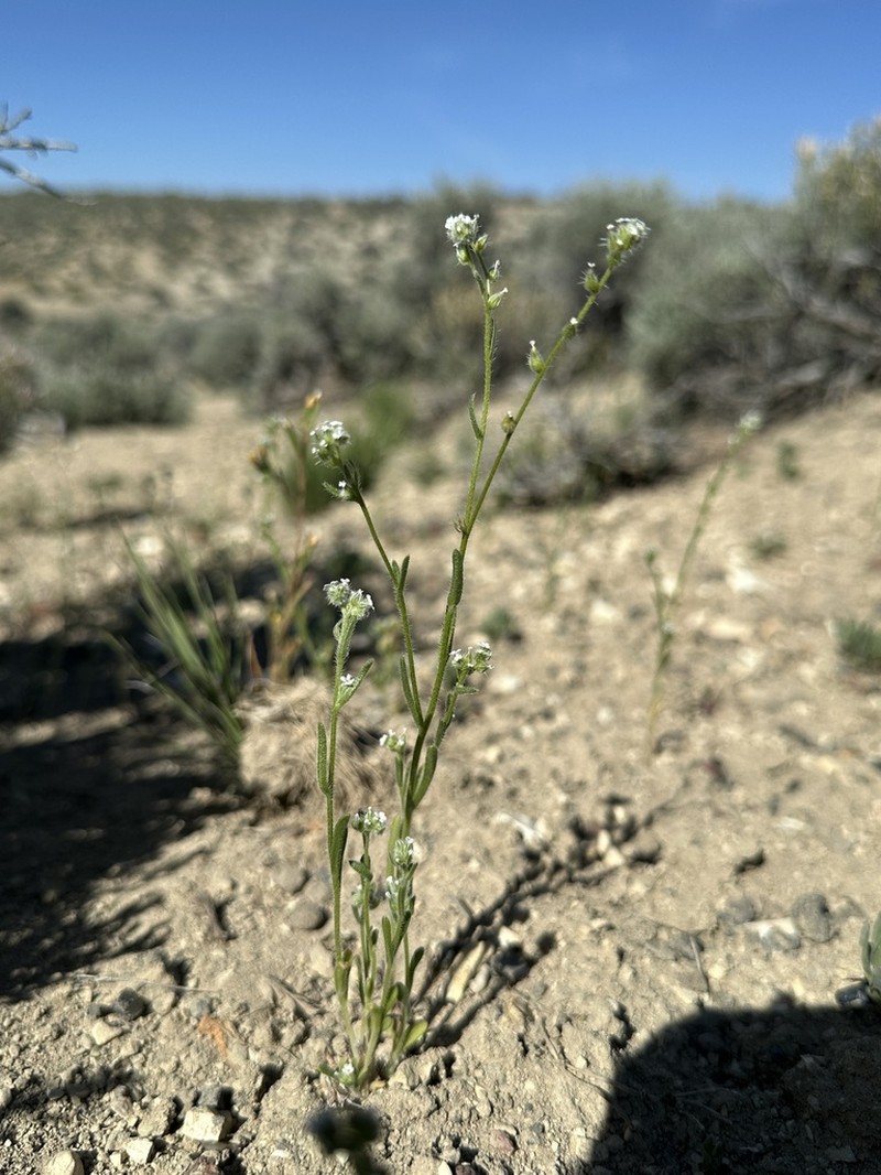 Watson's Cryptantha photo 8