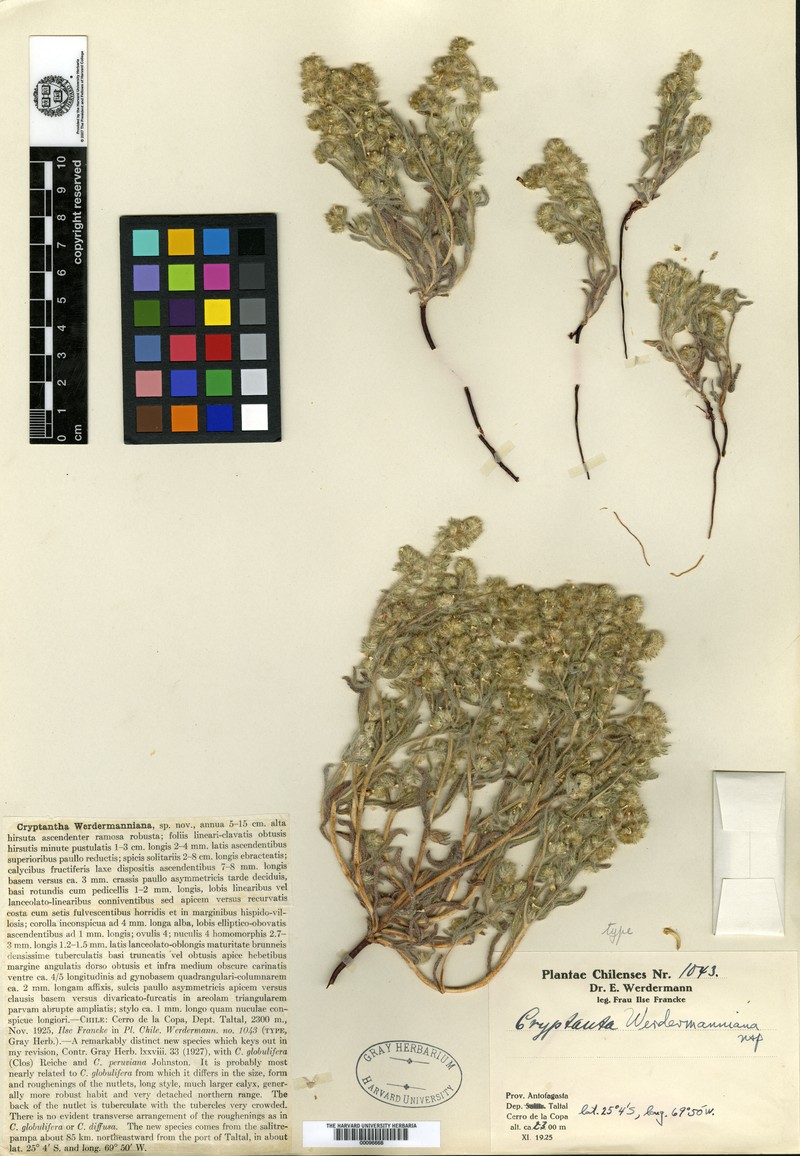 Cryptantha werdermanniana