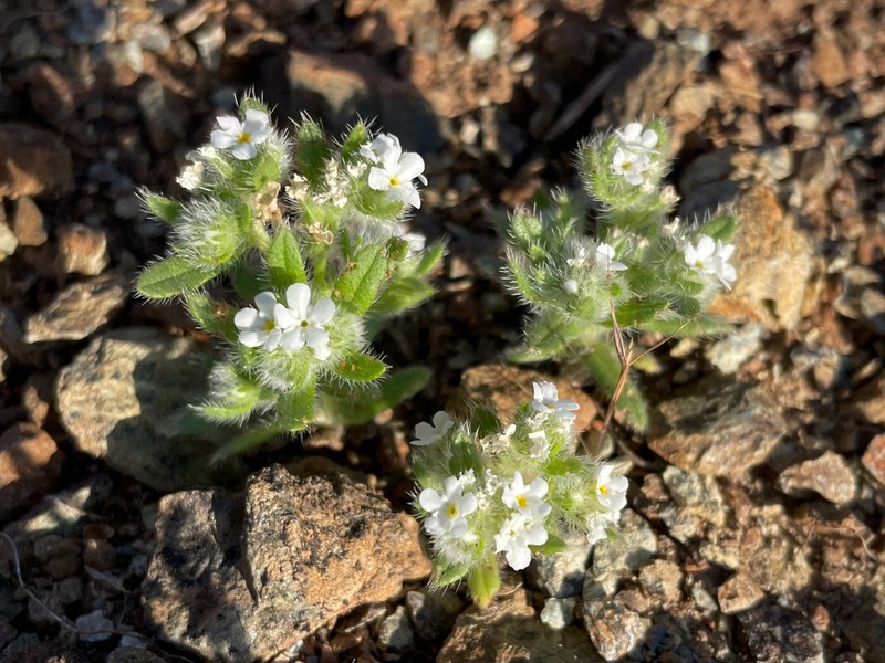 Cryptantha whippleae