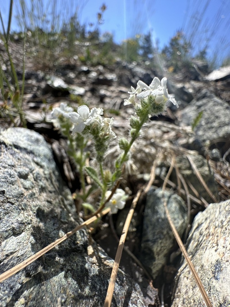 Cryptantha whippleae photo 2