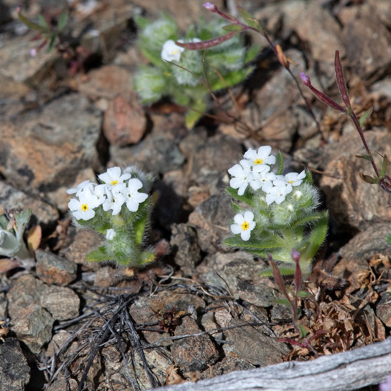 Cryptantha whippleae photo 3