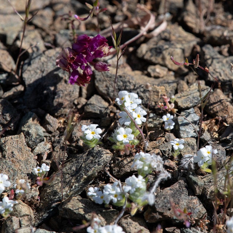 Cryptantha whippleae photo 4