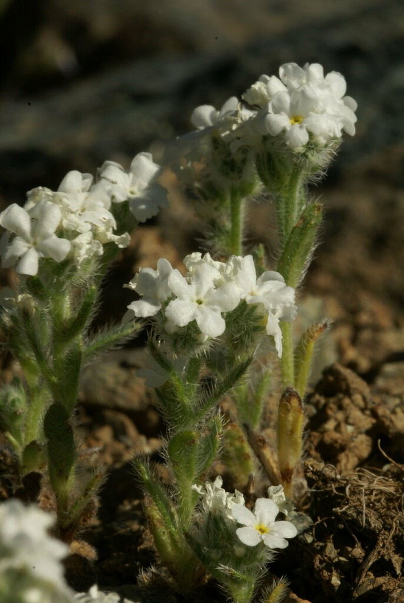 Cryptantha whippleae photo 5