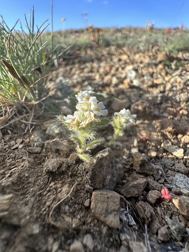 Cryptantha whippleae photo 6