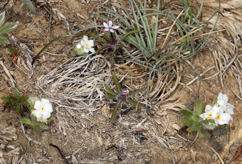 Cryptantha whippleae photo 7