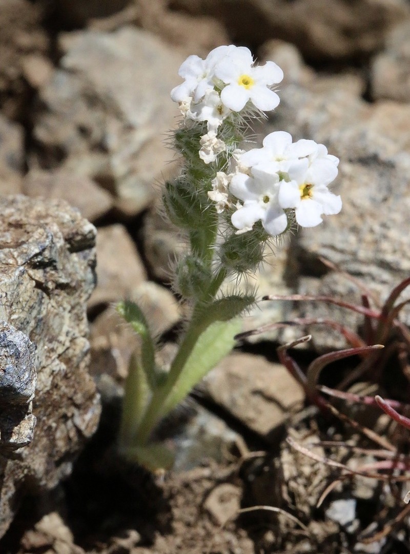 Cryptantha whippleae photo 8