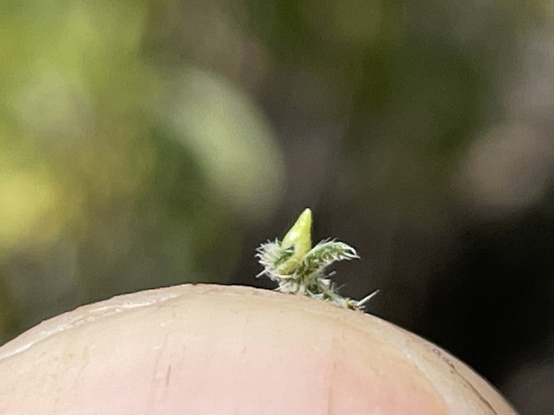 Wiggins' Cryptantha