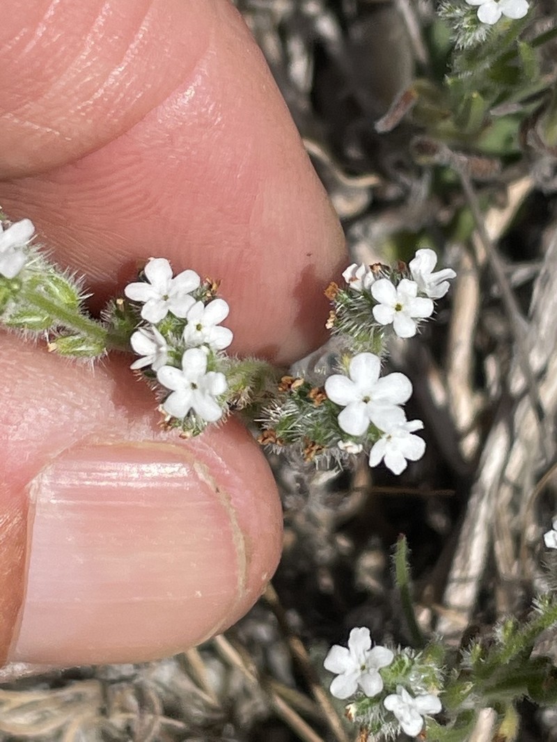 Wiggins' Cryptantha photo 2