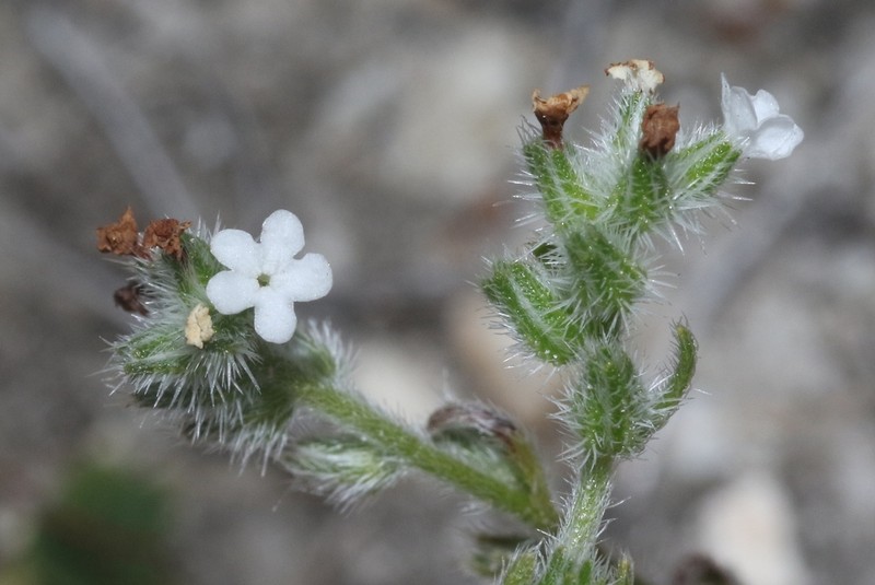 Wiggins' Cryptantha photo 3