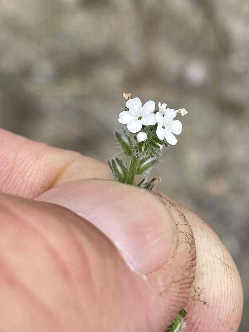 Wiggins' Cryptantha photo 4